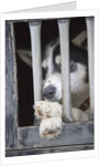 Sled Dog Resting in Kennel Before 2005 Iditarod Race by Anonymous