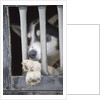 Sled Dog Resting in Kennel Before 2005 Iditarod Race by Anonymous