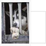 Sled Dog Resting in Kennel Before 2005 Iditarod Race by Anonymous