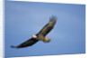 Bald Eagle in Flight by Anonymous