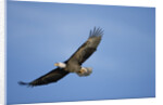 Bald Eagle in Flight by Anonymous