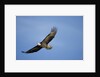Bald Eagle in Flight by Anonymous