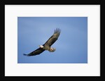 Bald Eagle in Flight by Anonymous