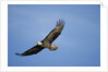 Bald Eagle in Flight by Anonymous