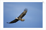 Bald Eagle in Flight by Anonymous