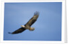 Bald Eagle in Flight by Anonymous