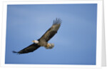 Bald Eagle in Flight by Anonymous