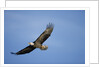 Bald Eagle in Flight by Anonymous