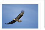 Bald Eagle in Flight by Anonymous