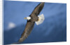 American Bald Eagle in Flight by Anonymous
