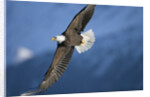 American Bald Eagle in Flight by Anonymous