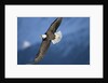 American Bald Eagle in Flight by Anonymous