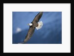 American Bald Eagle in Flight by Anonymous