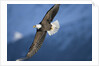 American Bald Eagle in Flight by Anonymous