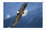 American Bald Eagle in Flight by Anonymous