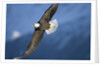 American Bald Eagle in Flight by Anonymous