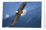 American Bald Eagle in Flight by Anonymous