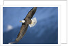 American Bald Eagle in Flight by Anonymous