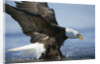 American Bald Eagle Fishing by Anonymous