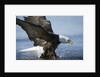 American Bald Eagle Fishing by Anonymous