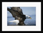 American Bald Eagle Fishing by Anonymous