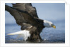 American Bald Eagle Fishing by Anonymous