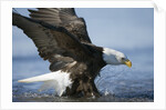 American Bald Eagle Fishing by Anonymous
