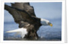 American Bald Eagle Fishing by Anonymous