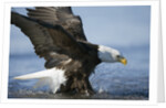 American Bald Eagle Fishing by Anonymous