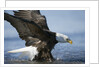 American Bald Eagle Fishing by Anonymous