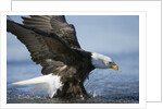 American Bald Eagle Fishing by Anonymous
