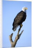 Bald Eagle Perched on Branch by Anonymous