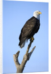 Bald Eagle Perched on Branch by Anonymous