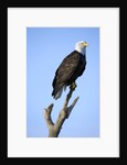 Bald Eagle Perched on Branch by Anonymous