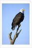 Bald Eagle Perched on Branch by Anonymous