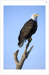 Bald Eagle Perched on Branch by Anonymous