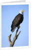 Bald Eagle Perched on Branch by Anonymous