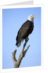 Bald Eagle Perched on Branch by Anonymous