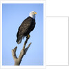 Bald Eagle Perched on Branch by Anonymous