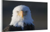 Bald Eagle by Anonymous