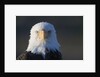 Bald Eagle by Anonymous