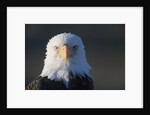 Bald Eagle by Anonymous