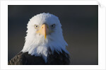 Bald Eagle by Anonymous