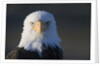 Bald Eagle by Anonymous
