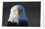 Bald Eagle by Anonymous