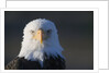 Bald Eagle by Anonymous