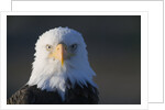 Bald Eagle by Anonymous