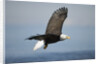 Bald Eagle in Flight by Anonymous