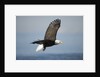 Bald Eagle in Flight by Anonymous