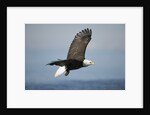 Bald Eagle in Flight by Anonymous